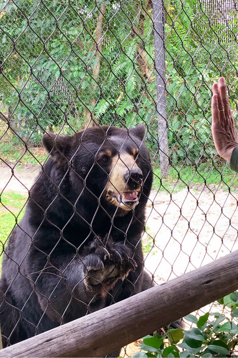 oso americano en el palm beach zoo lugares para visitar en Florida